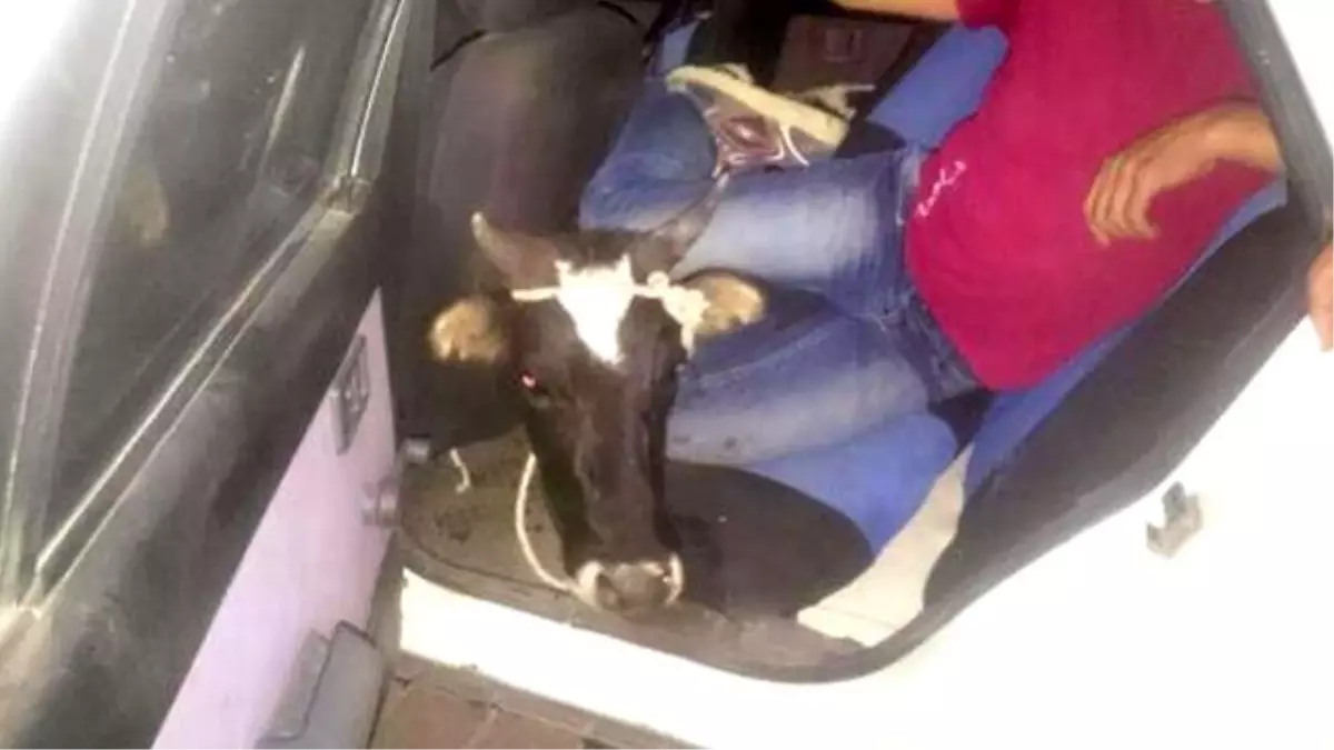 Otomobille İnek Hırsızlığı Yapan Gençler Yakalandı