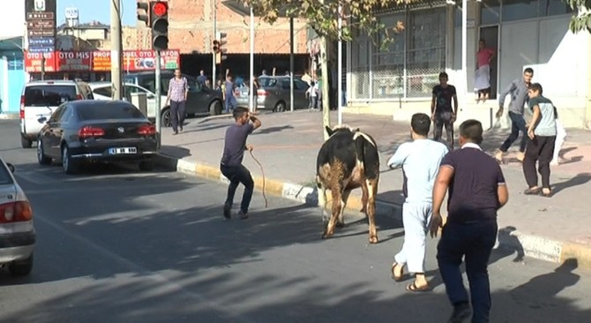 Şanlıurfa\'da Kaçan Dana Sahibini Ezdi