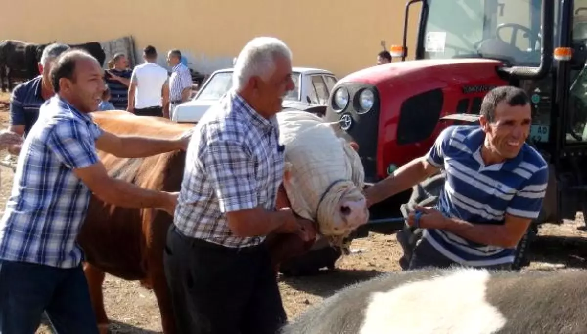 Yozgat\'ta 32 Acemi Kasap Hastanelik Oldu