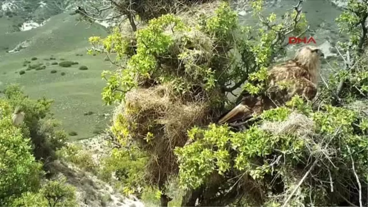 Antalya - Kızıl Şahinlerin Doğal Hayatı Görüntülendi