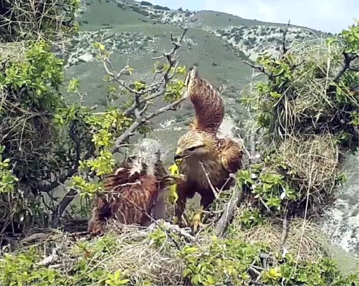 Kızıl Şahinlerin Doğal Hayatı Görüntülendi