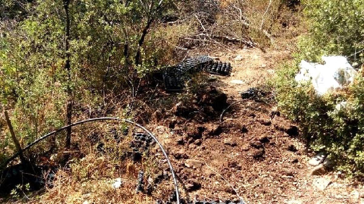 Ormanlık Alanda 515 Kök Hintkeneveri ile Geçirildi