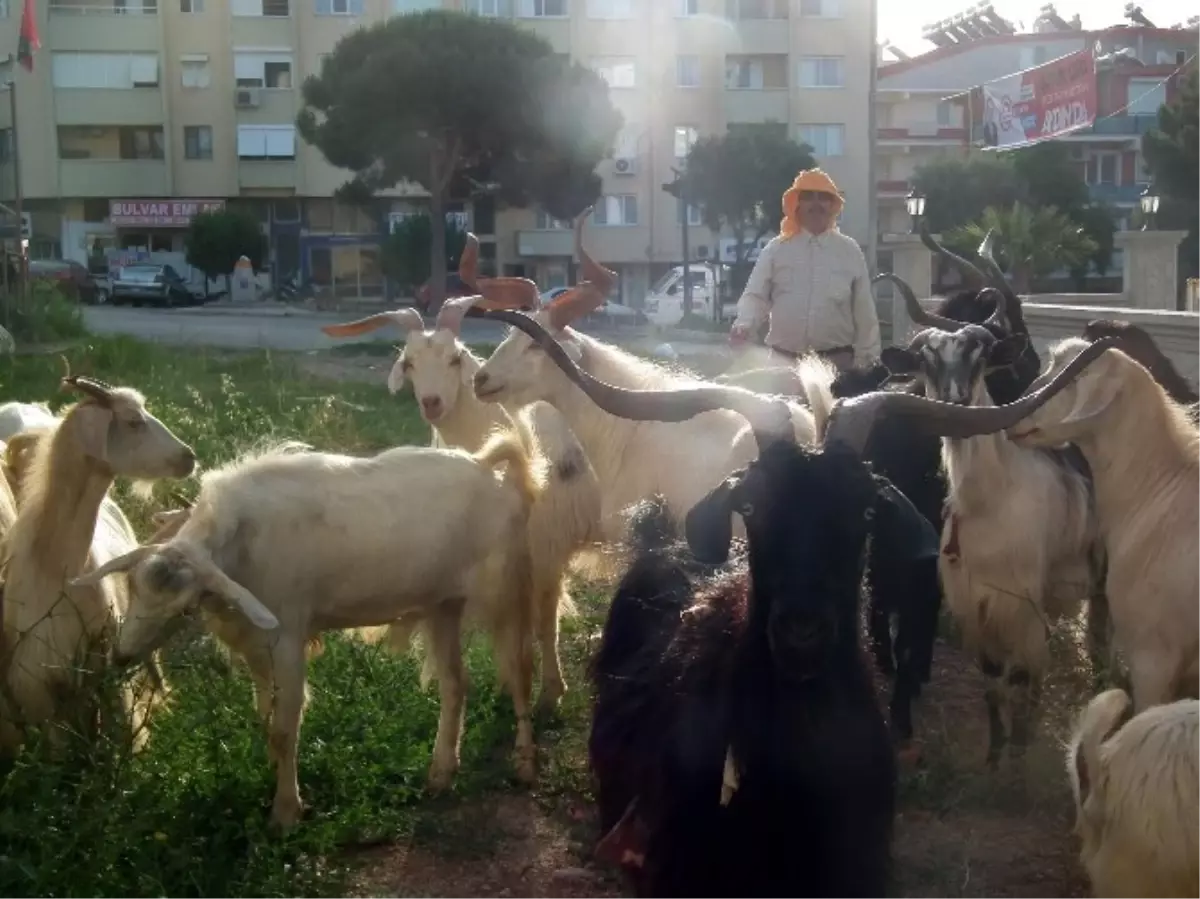 Sahil Kesimlerinde Kurbanlıklar Elde Kaldı