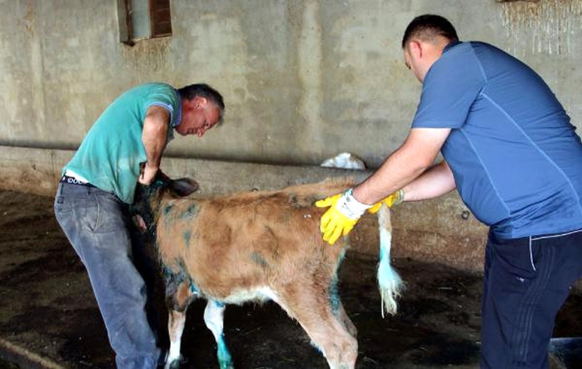 Sokak Köpeklerinin Saldırdığı 3 Buzağı Telef Oldu