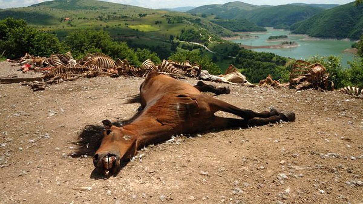 ABD'de 45 Bin Vahşi Atın Öldürülmesi Gündemde