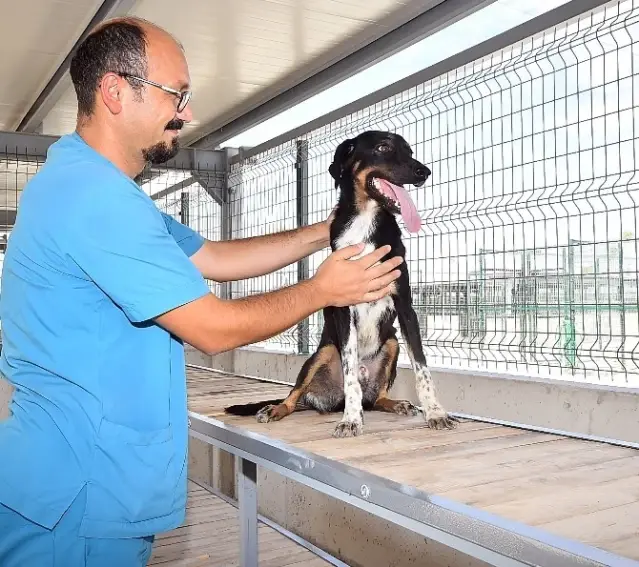 İzmir'in İlk Hayvan Mezarlığı Hazır - Son Dakika