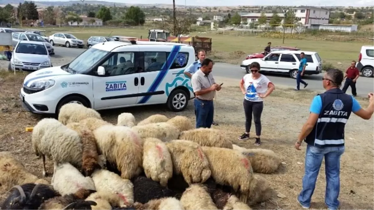 Kaçak Kurbanlıklara Süleymanpaşa Belediyesi Zabıta Ekipleri "Dur" Dedi