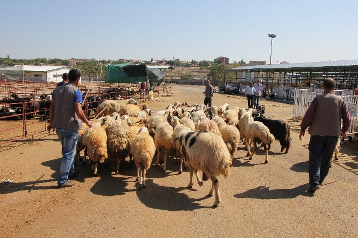 Pazarda Kurban Kalmadı