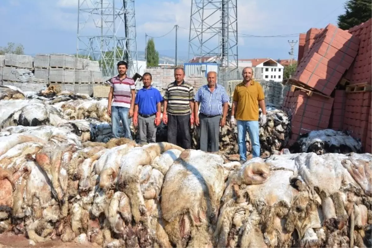 Thk, 8 Bin 100 Adet Küçükbaş, 130 Büyükbaş Deri Topladı