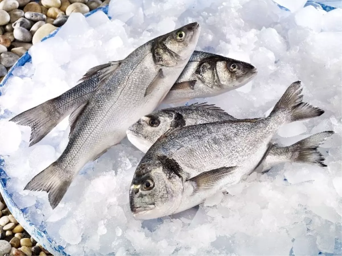 Ege\'nin Prensi Çipura Dünya Sofralarında