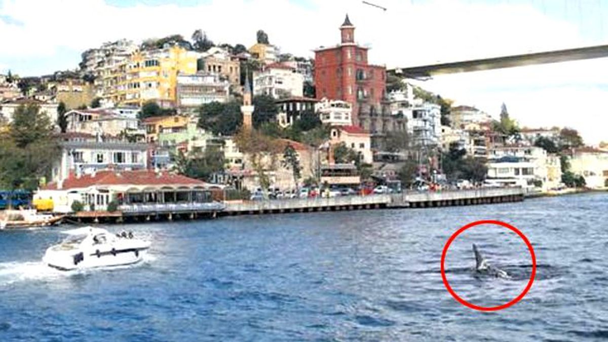 İstanbul'da Korkutan Görüntü! Boğaz'da Köpekbalığı!