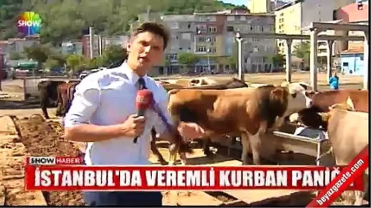 Veremli Kurbanlık Paniği! Pazarda Satılan Tüm Kurbanlıklar...