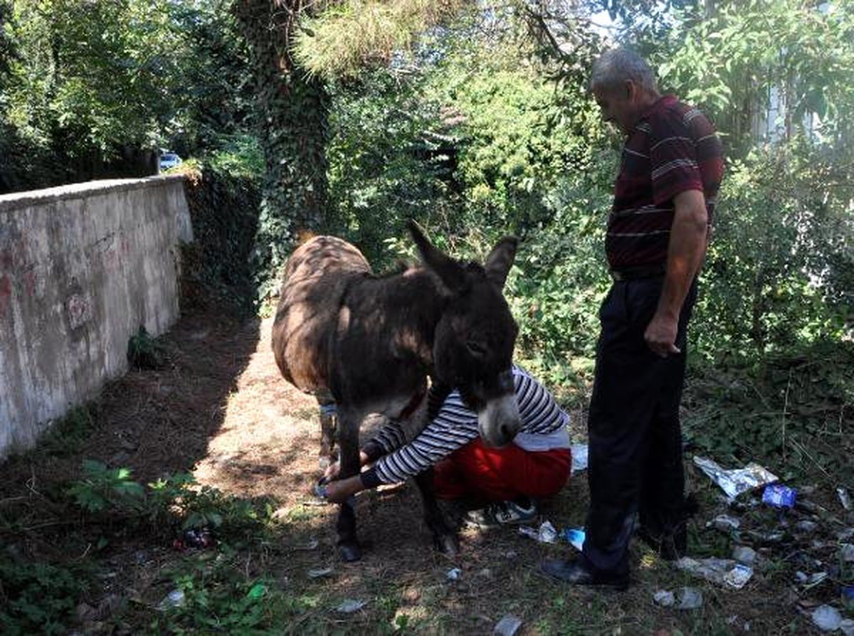 Balta ile Yaralanan Eşek Tedavi Edildi