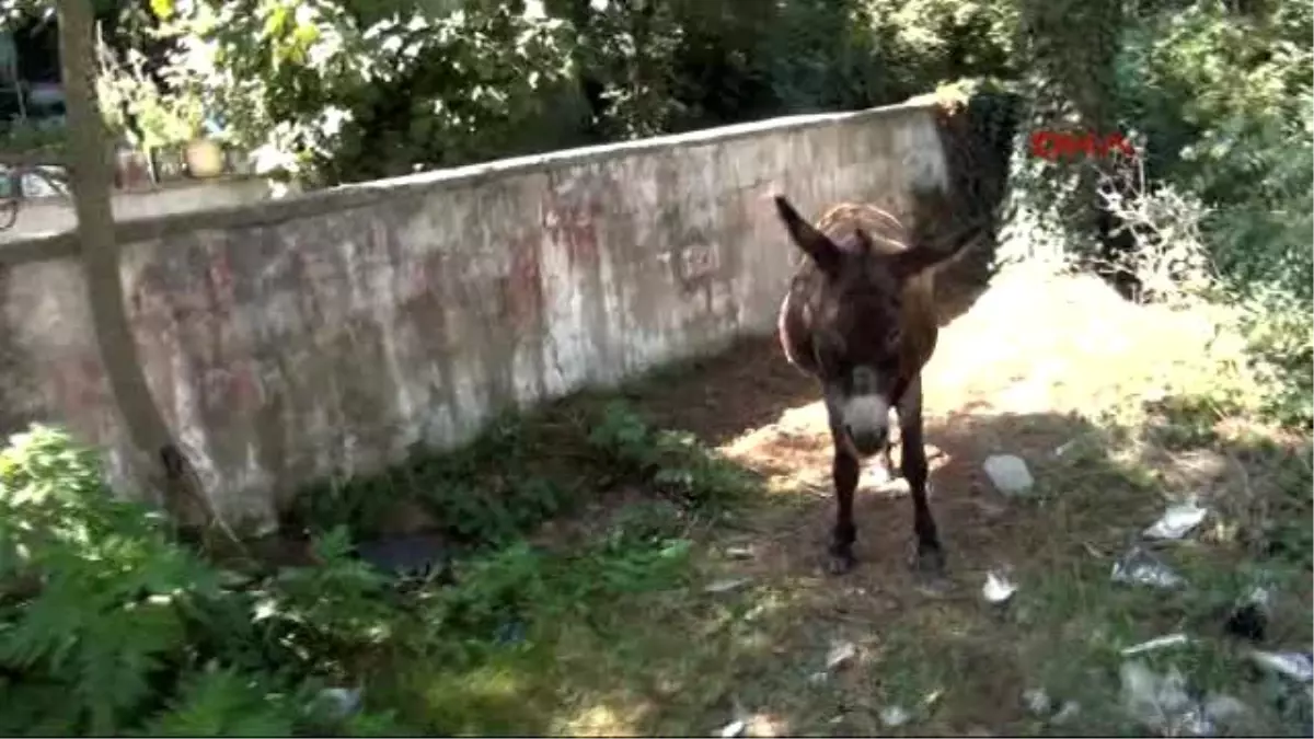 Bartın - Balta ile Yaralanan Eşek Tedavi Edildi