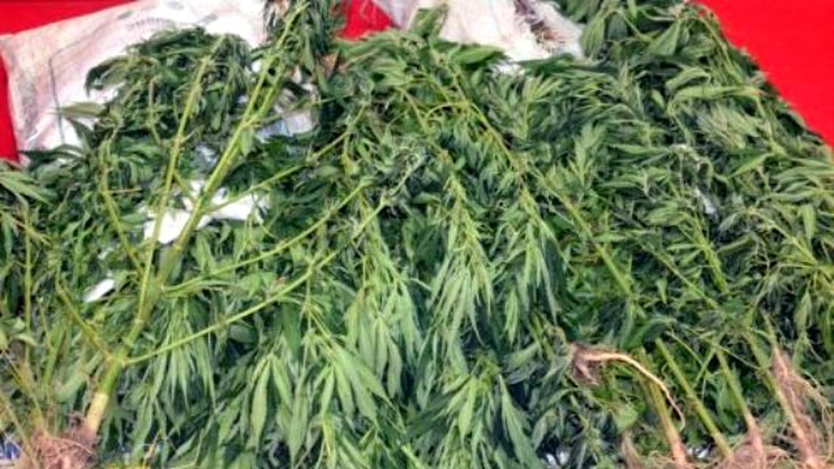 Düzce\'de 65 Kök Hint Keneviri Ele Geçirildi