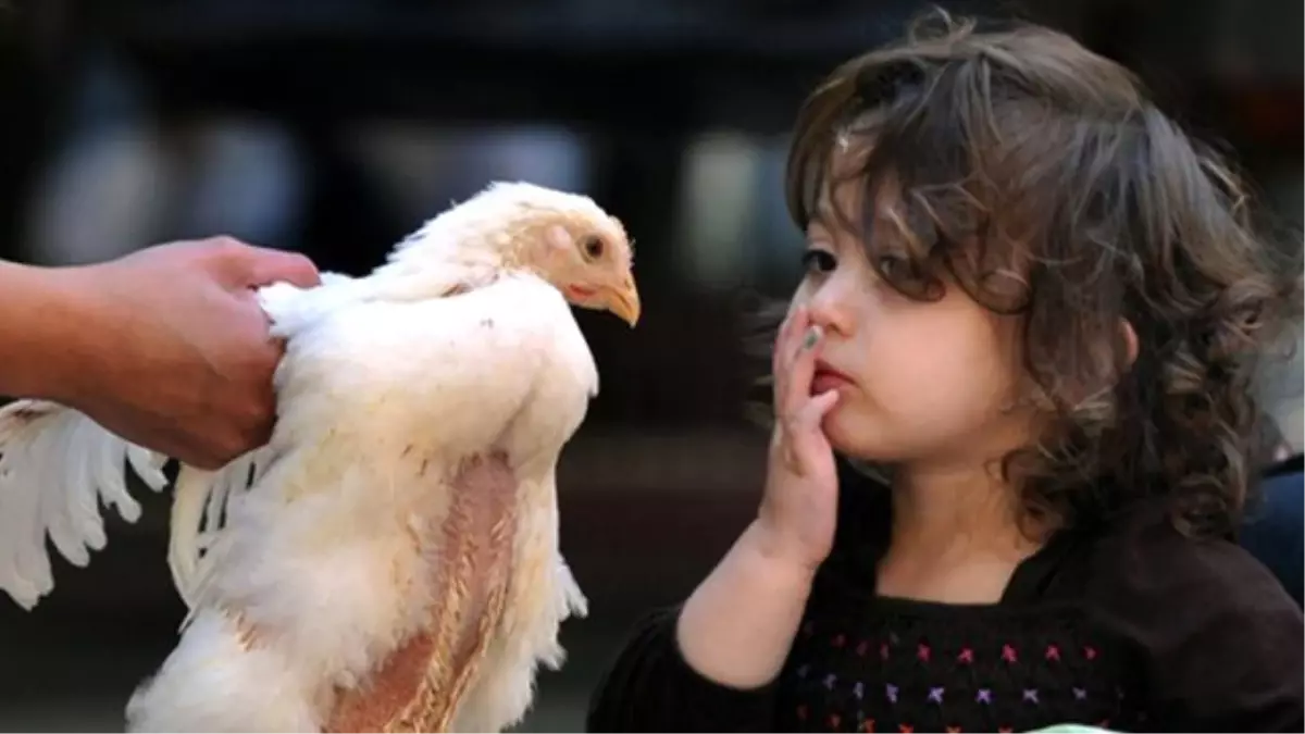 Amerikan Salgın Kontrol ve Önleme Merkezi: Sakın Tavukları Öpmeyin