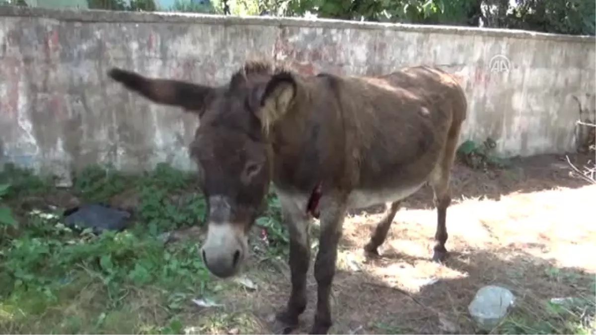 Yaralı Hamile Eşek Tedavi Edildi