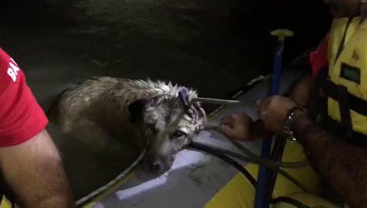 Bataklığa Saplanan Köpek Böyle Kurtarıldı