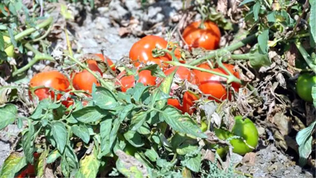 Fazla Üretim Domatese "Taban" Yaptırdı