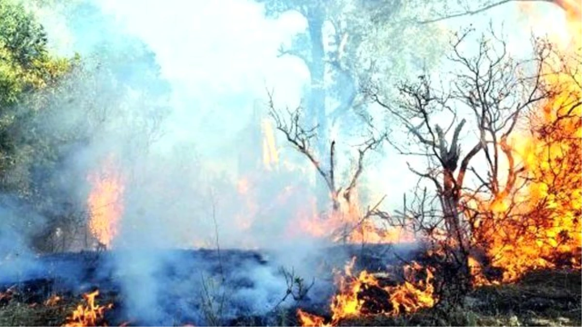 Kemerburgaz\'da Orman Yangını