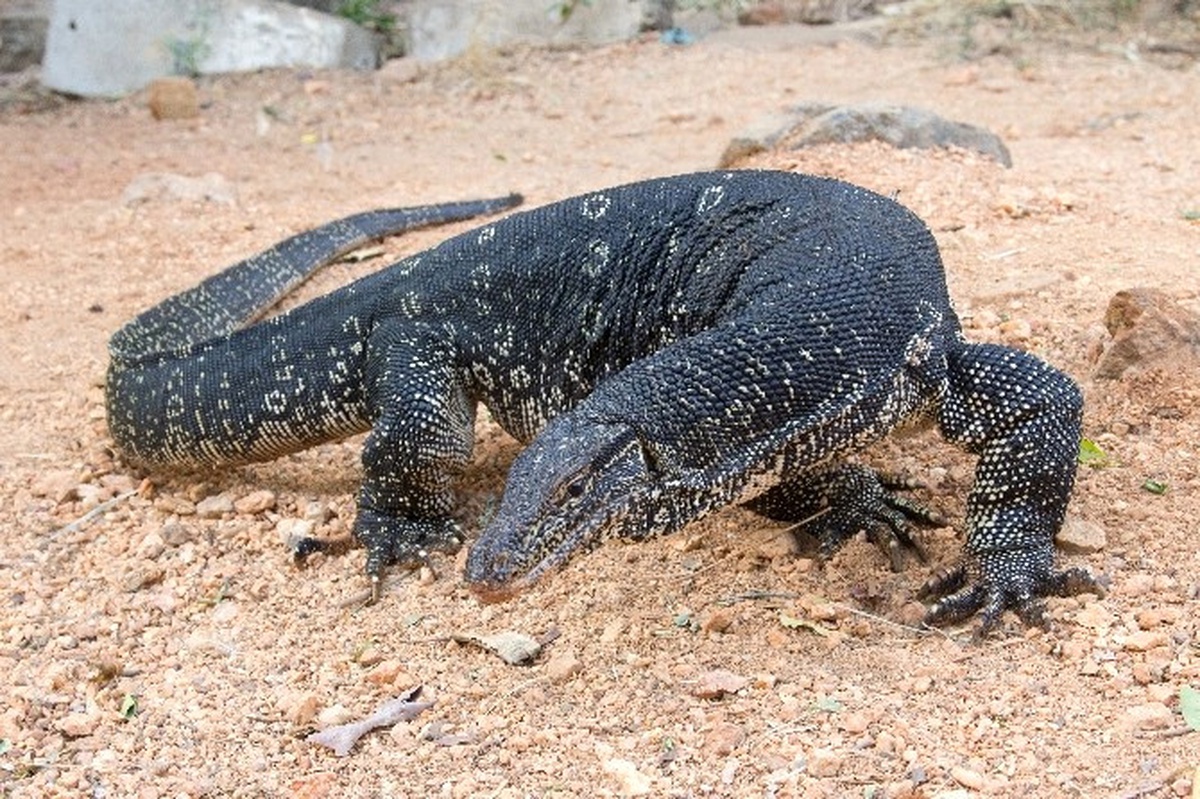 Aqua Vega da "Salvador Varanus\'a" Büyük İlgi