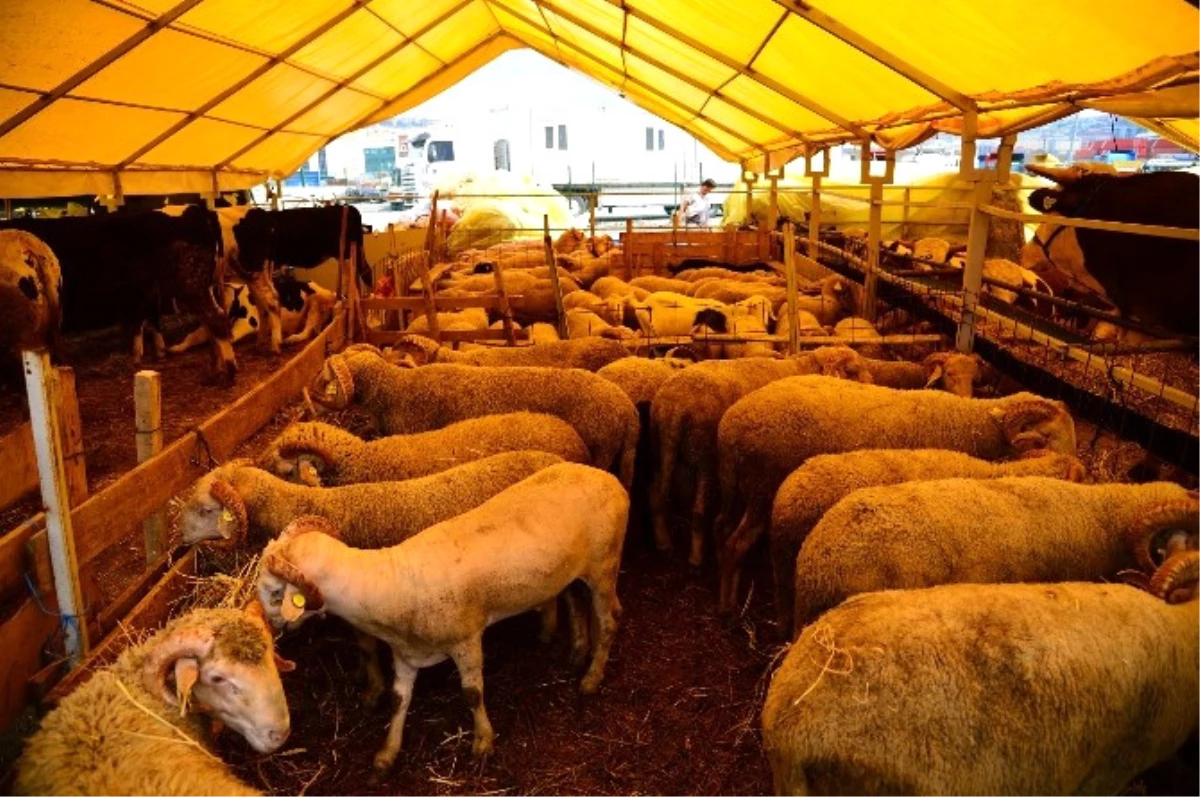 Ihtiyaç Sahiplerine Kurban Bağışı