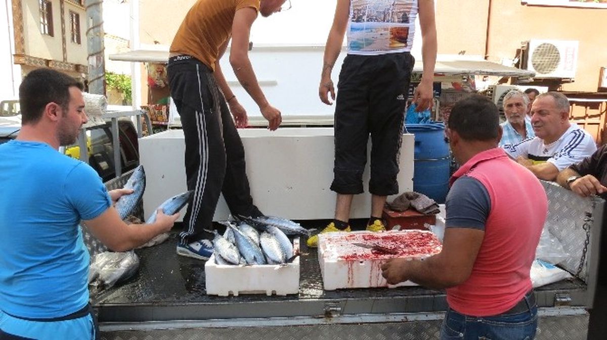 Marmara\'da Palamut Bereketi