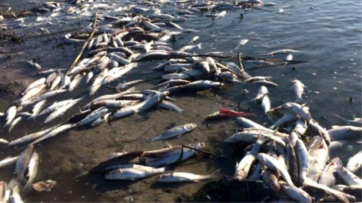 Mersin\'de Çok Sayıda Ölü Balık Bulunması