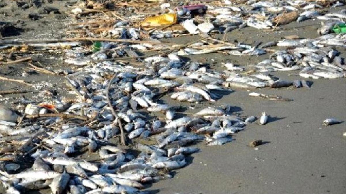 Mersin\'de Telef Olan Binlerce Balık Sahile Vurdu (2)