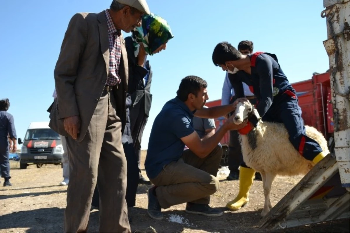 Ağrı\'da Genç Çiftçilere Hayvanları Dağıtılmaya Başlandı