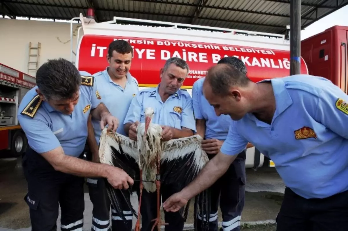 Bilim İnsanlarının İncelemeye Aldığı Leylek Mersin\'de Vuruldu