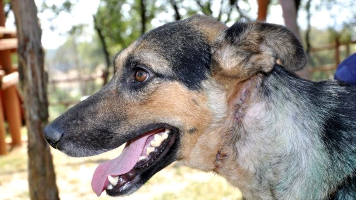 Yozgat\'ta Kamyonet Kasasına Bağlı Köpeği Çocuklar Kurtardı