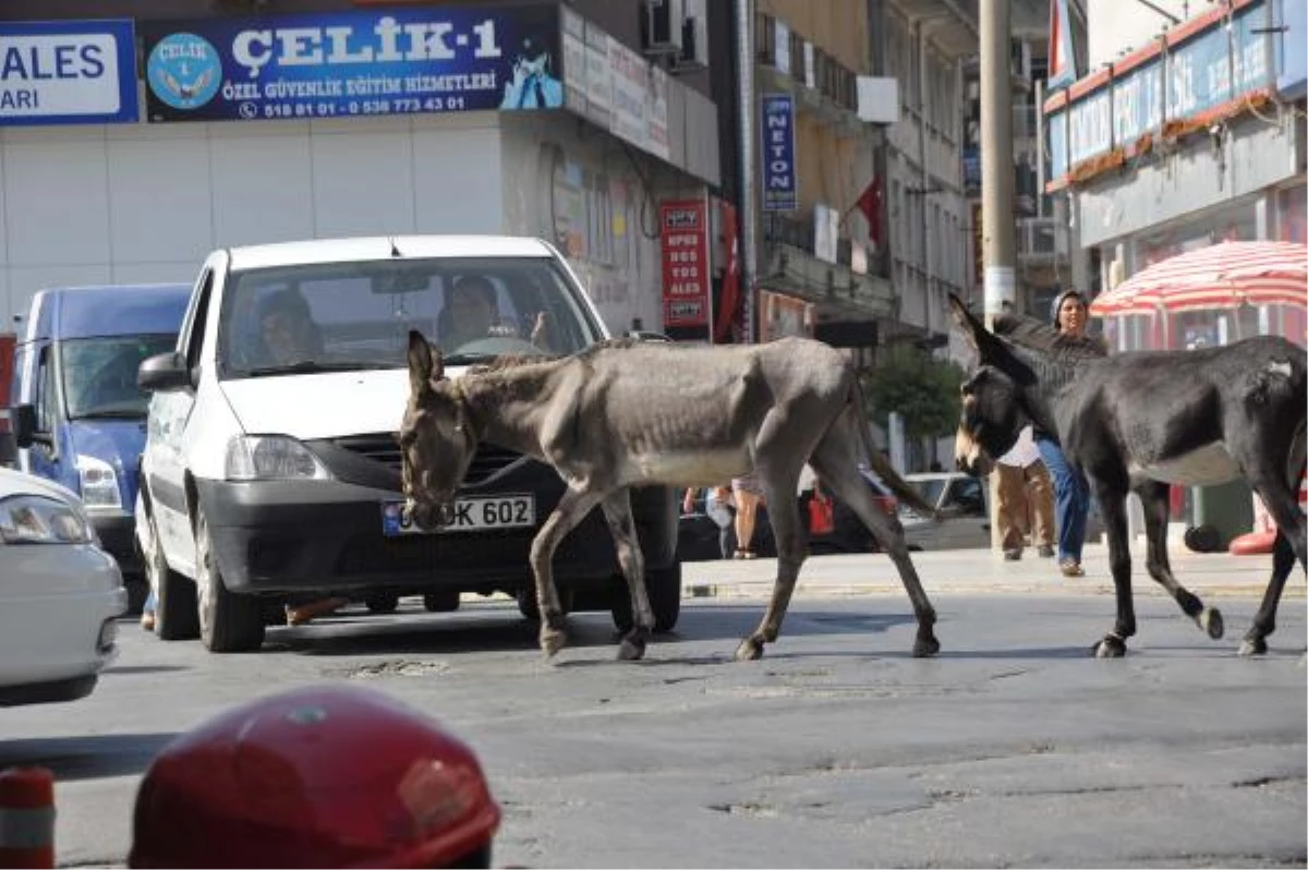 Caddeye Çıkan Eşekler Trafiği Aksattı