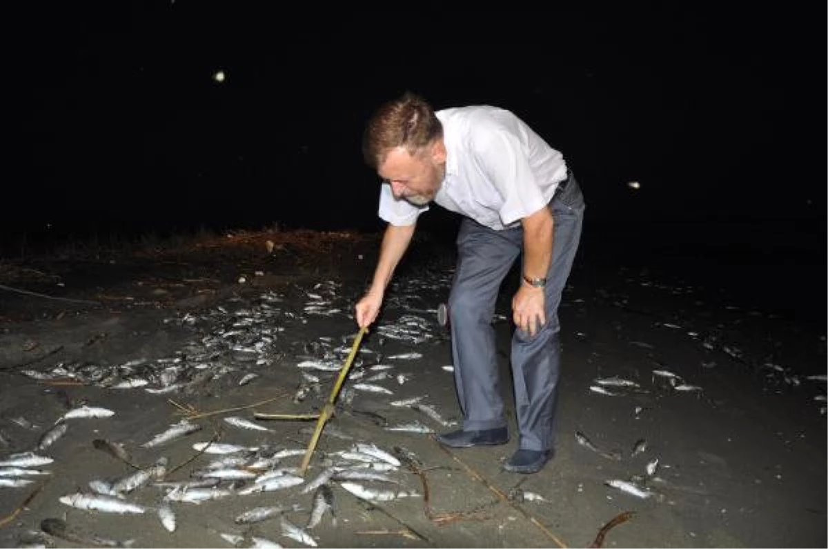 CHP\'li Vekil, Toplu Balık Ölümlerinin Araştırılmasını İstendi