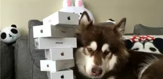 Çinli Zengin Adam, Köpeğine 8 adet iPhone 7 aldı