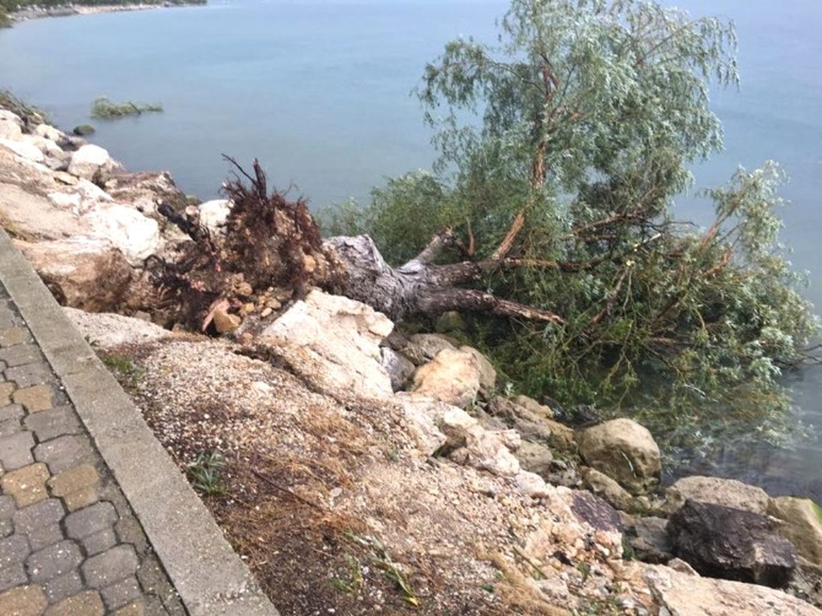 Eğirdir\'de Şiddetli Rüzgar Ağaçları Yerinden Söktü