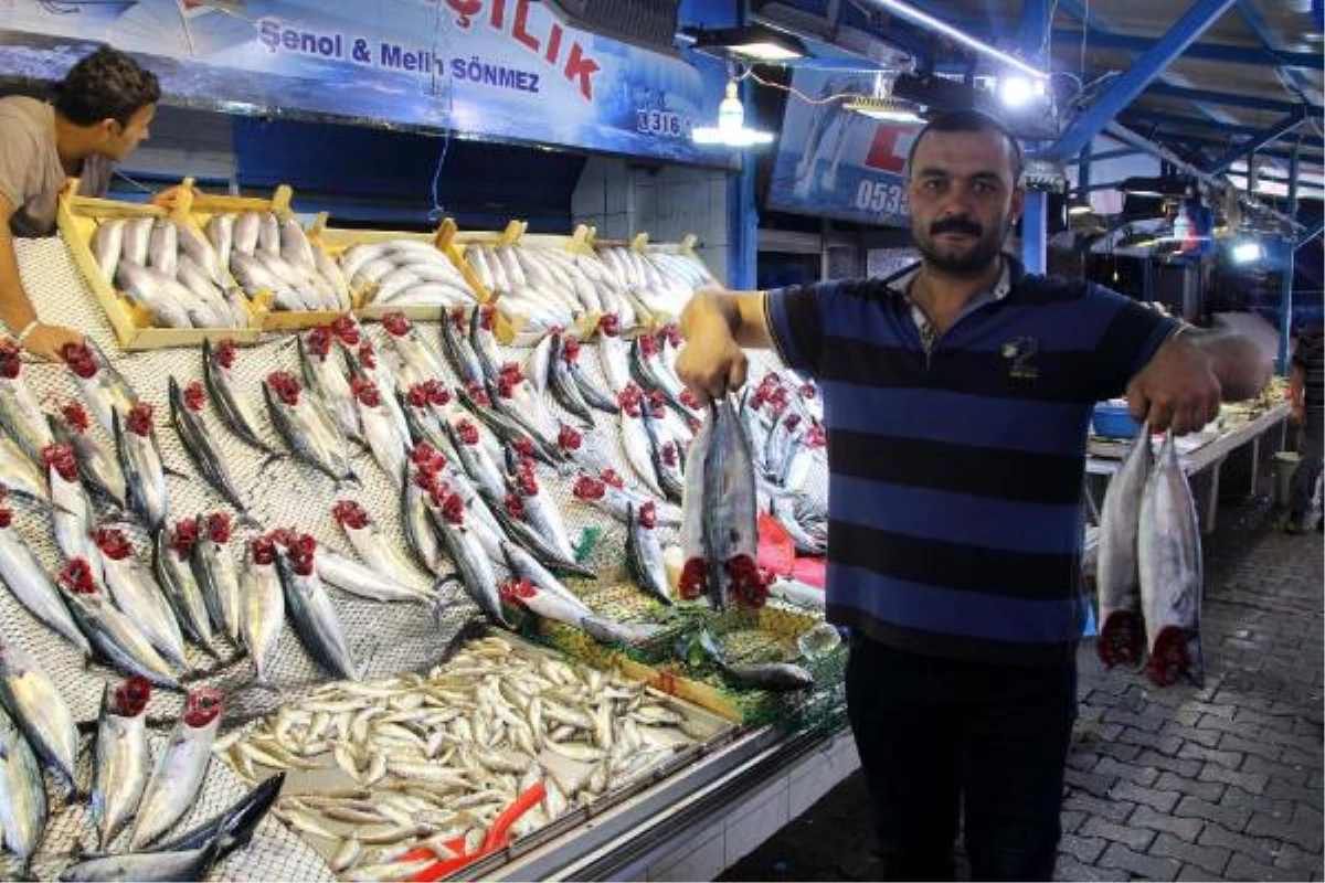 Karadeniz'de Palamut Bereketi