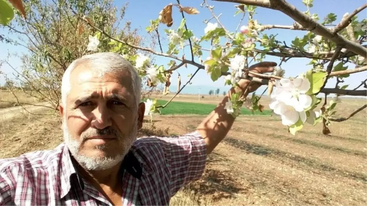 Sonbaharda Çiçek Açan Elma Ağacı Şaşırttı