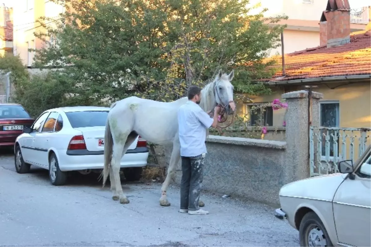 Tavşanlı\'da At Operasyonu