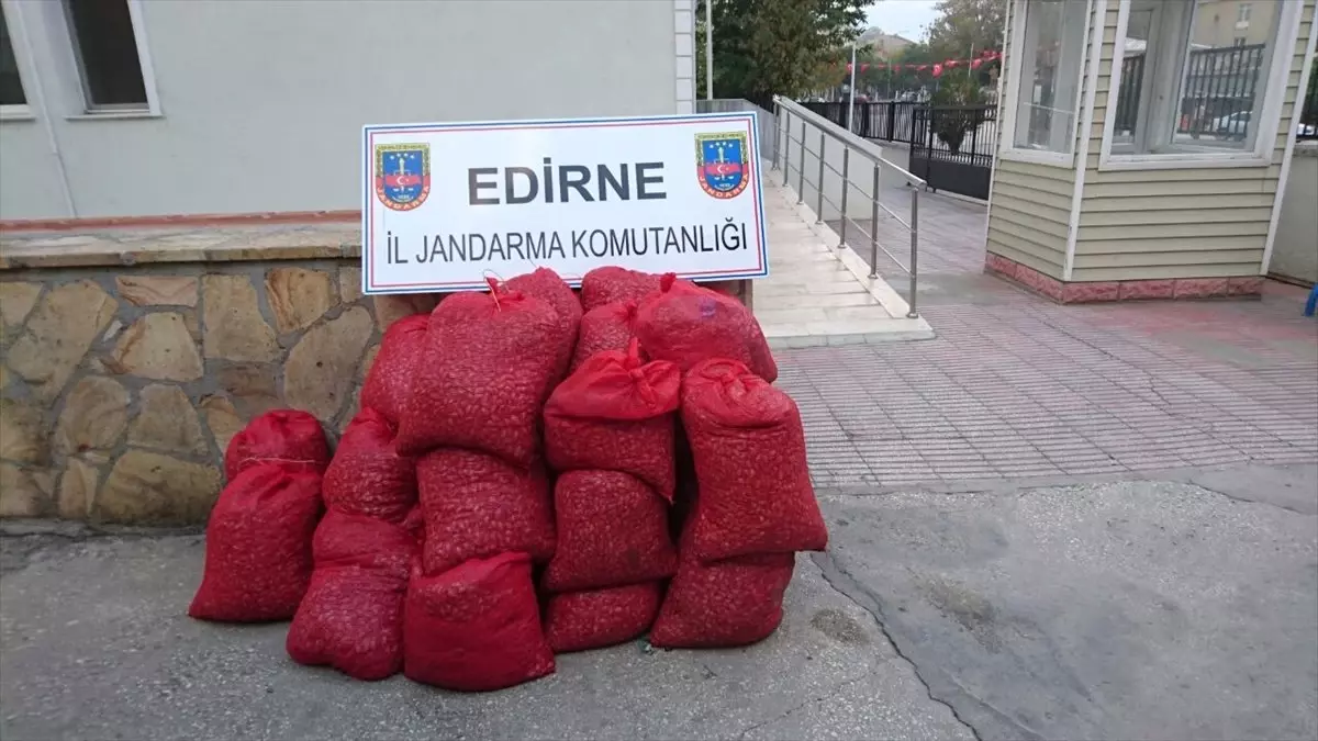 Edirne\'de Canlı Midye Operasyonu
