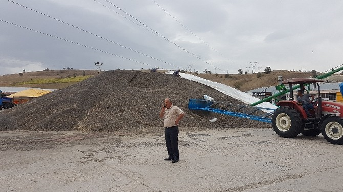 Havza\'da Ayçiçeği Alımları Sürüyor