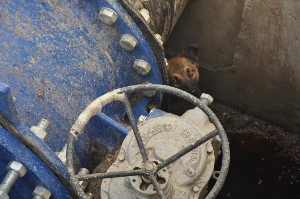 Kanala Düşen Köpeği Belediye Ekibi Kurtardı