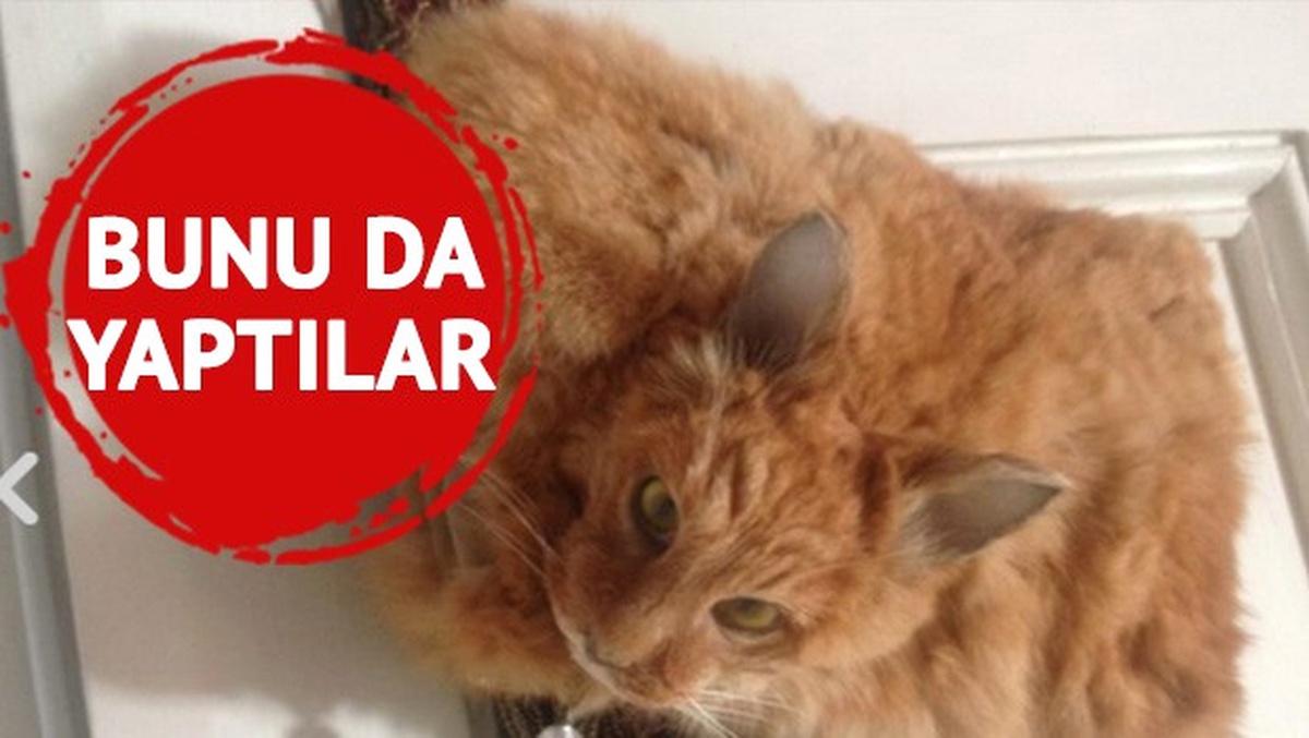 Otomobilin Çarptığı Kediyi Doldurup Çanta Diye Sattılar