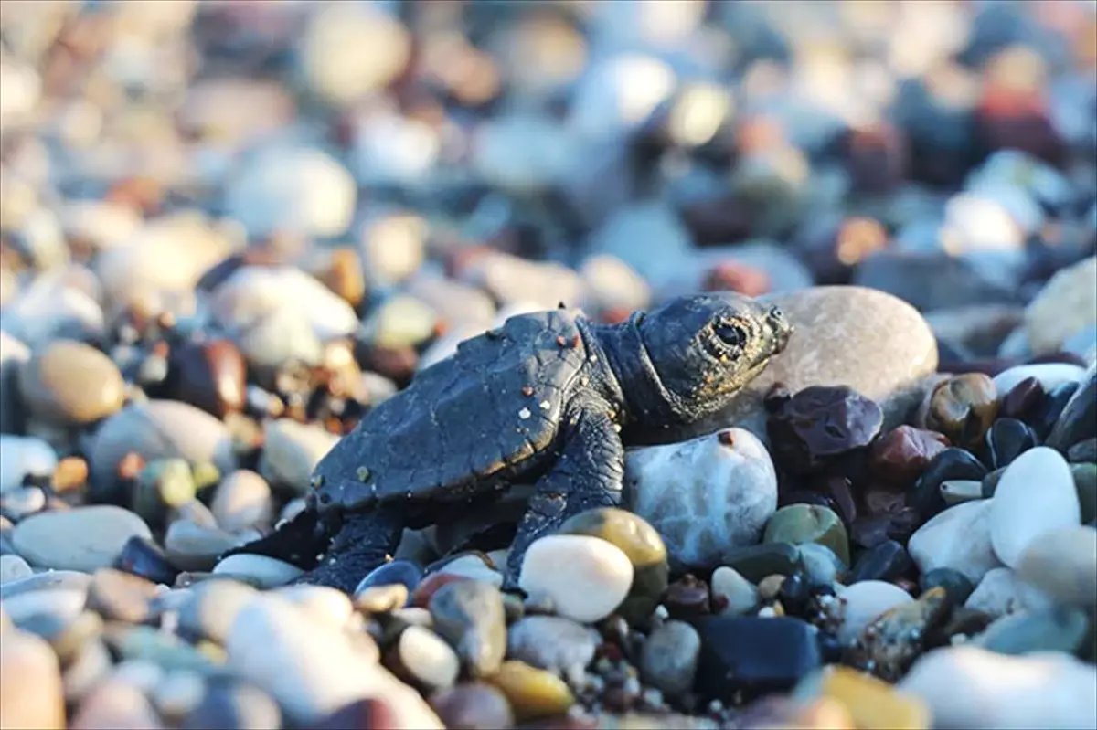 Son Caretta Caretta Yuvasından Çıkan Yavrular Denizle Buluştu