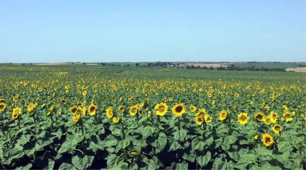 Tekirdağ\'ın Şampiyonu Süleymanpaşa 51 İli Geride Bıraktı