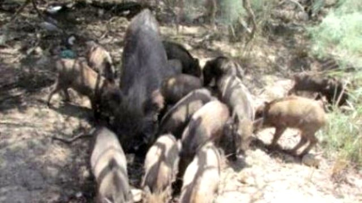Fethiye\'de Aç Kalan Yaban Domuzları İlçe Merkezine İndi