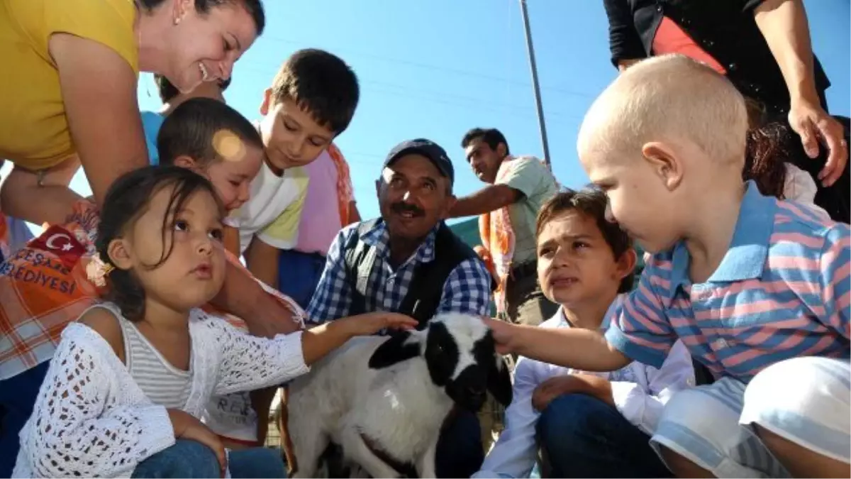 Dünyaca ünlü Çeşme Kavunu yeniden sahneye çıkıyor