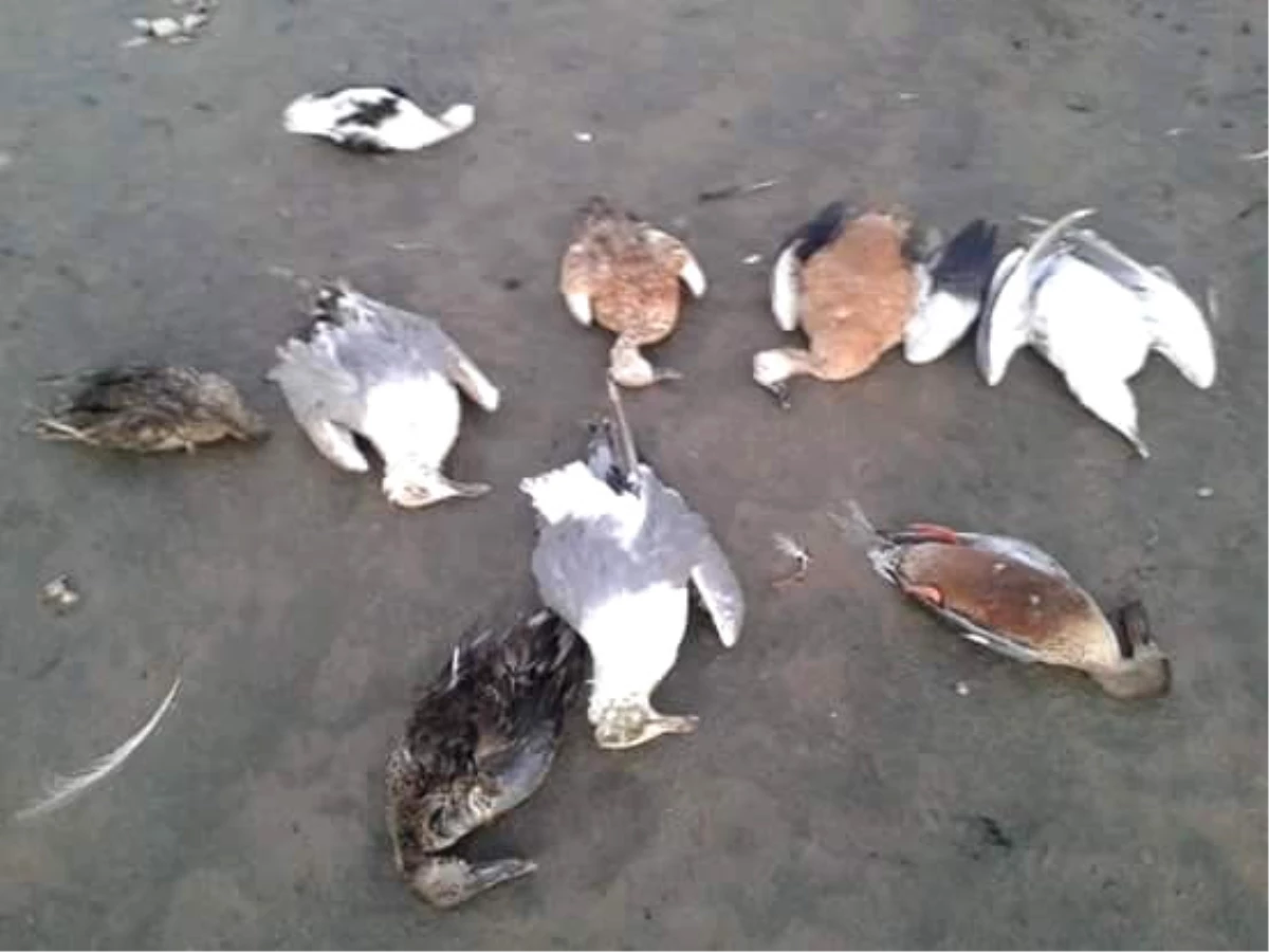 Erçek Gölü\'nde Kuş Ölümleri