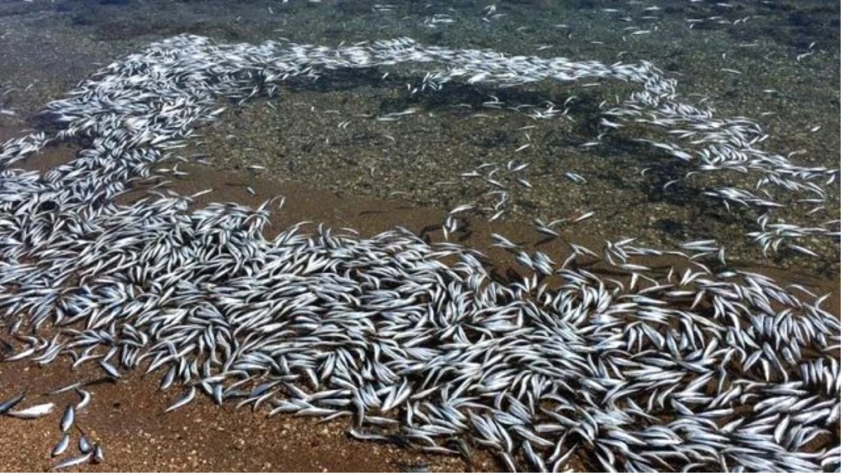 Mersin\'de Çok Sayıda Ölü Balık Bulunması