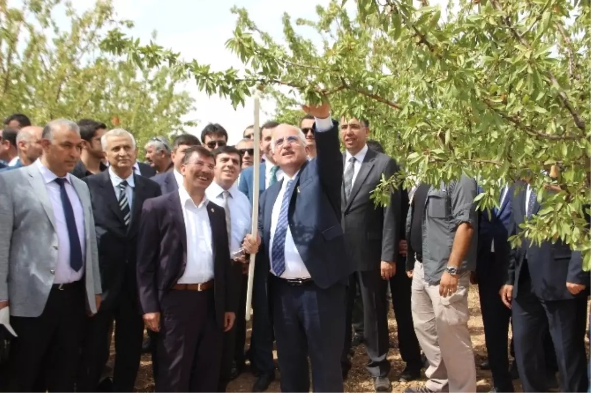 Şanlıurfa\'da İlk Kez Badem Hasadı Günü Etkinliği Düzenlendi